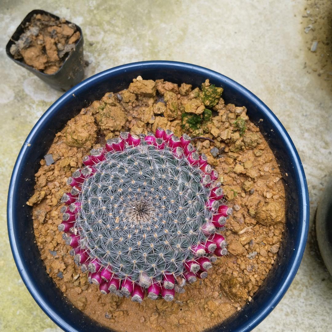 仙人掌🌵