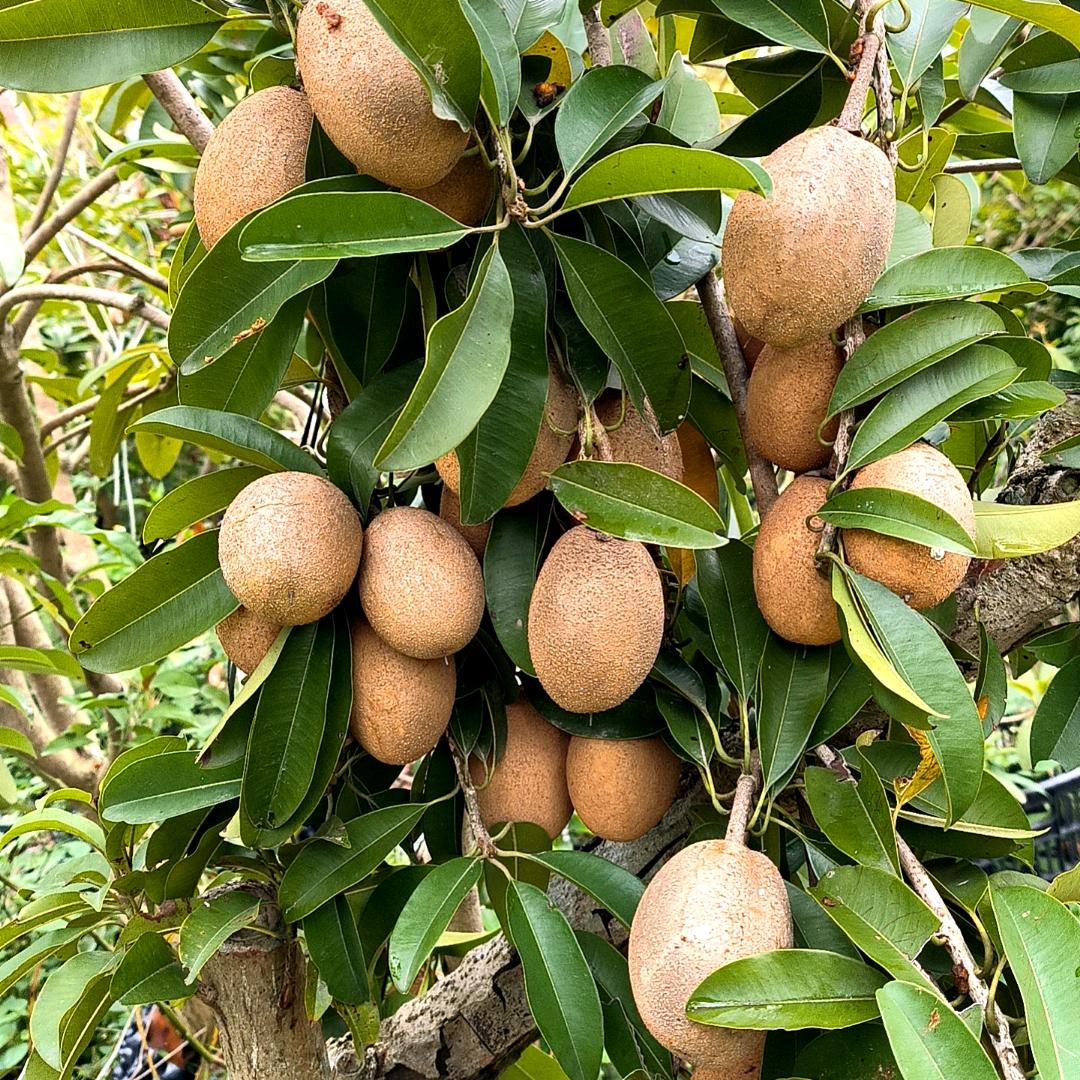 新迅高端果树企业店