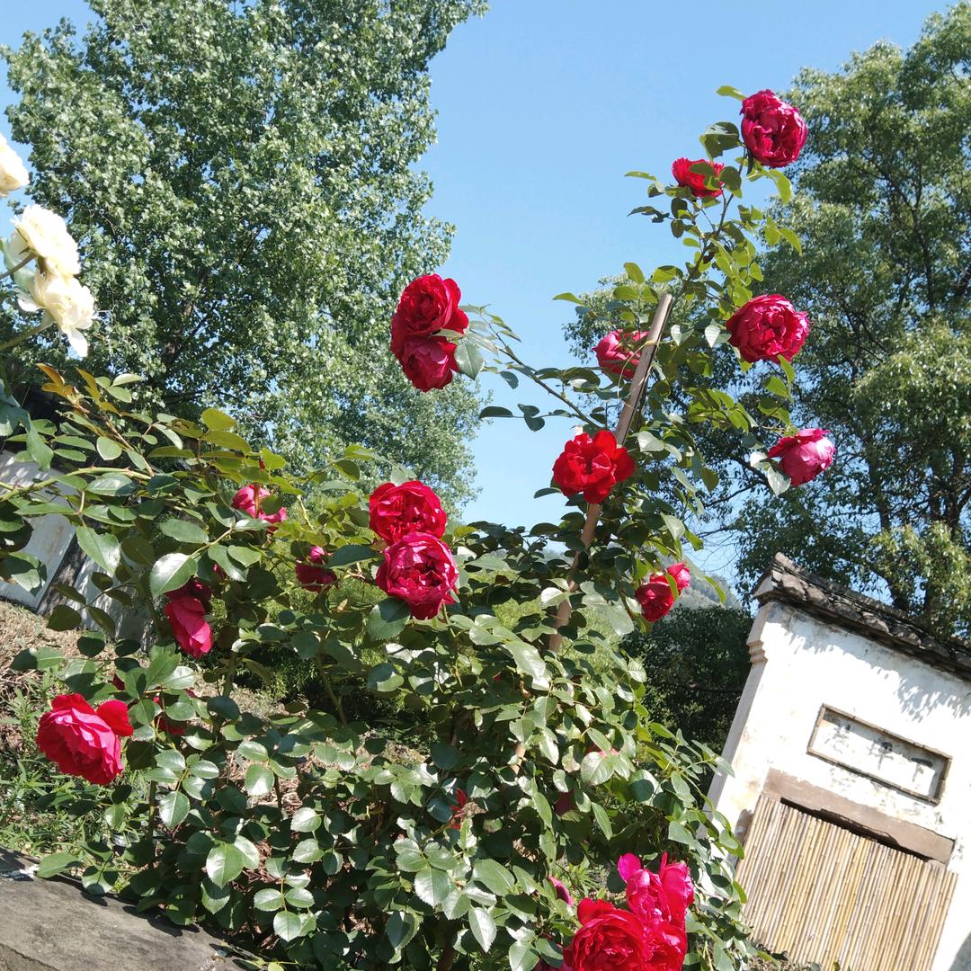 @꧔ꦿ᭄珍惜💞才配拥有꧔ꦿ᭄: 💕᭄