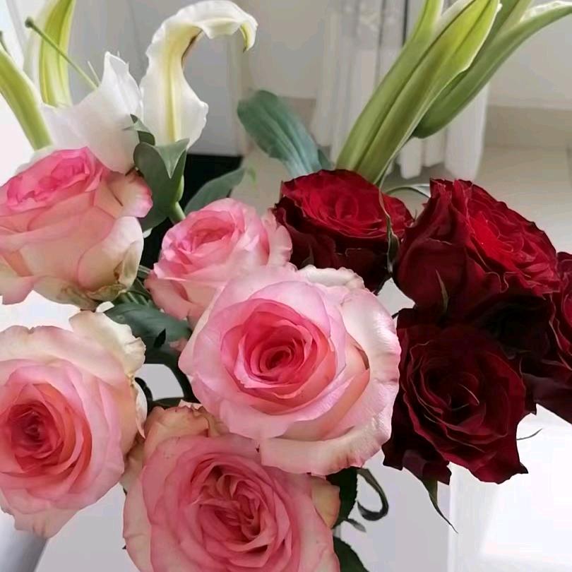 爱跳舞的程小姐