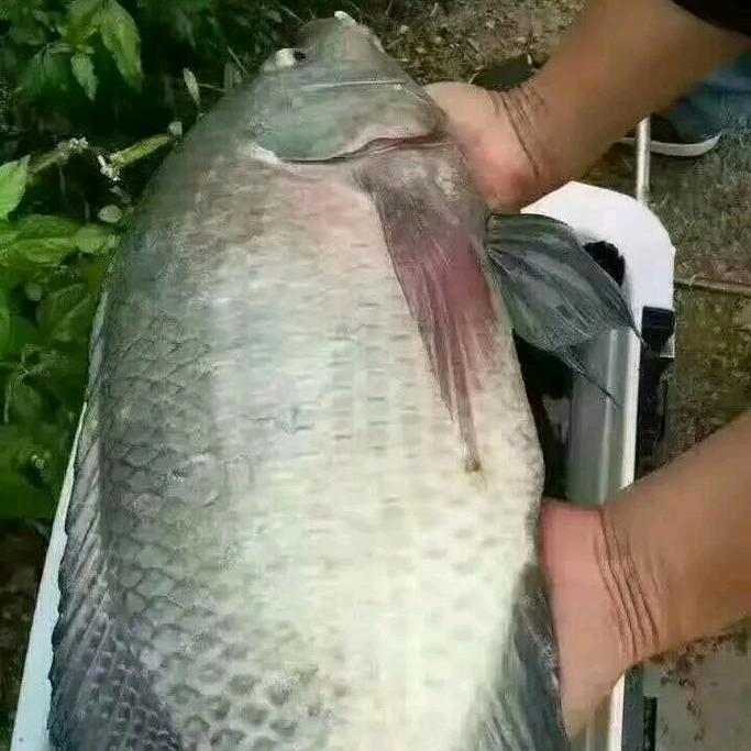 钓鱼🎣