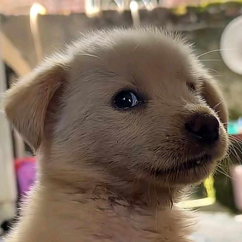 另半颗丸子