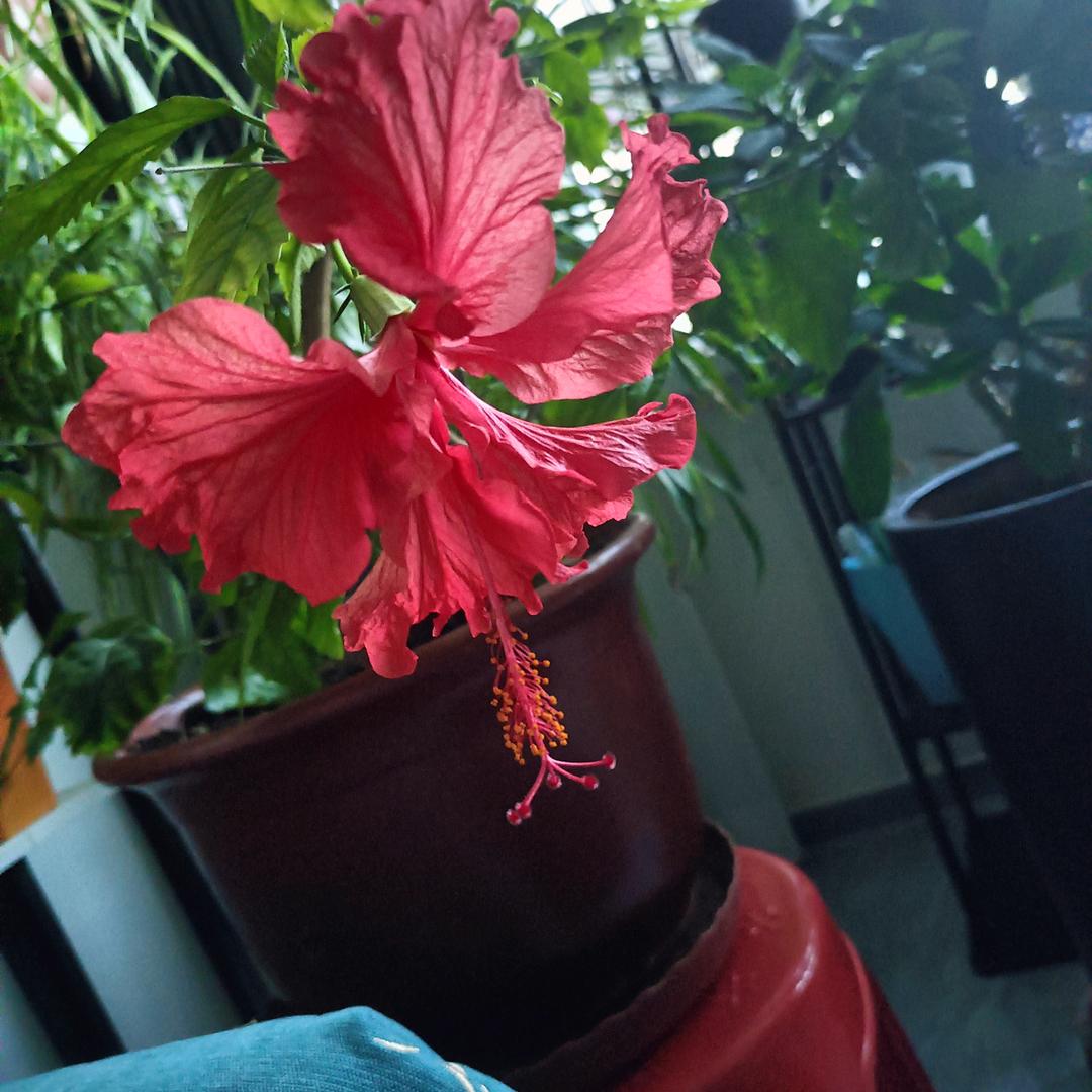夏天的柠檬