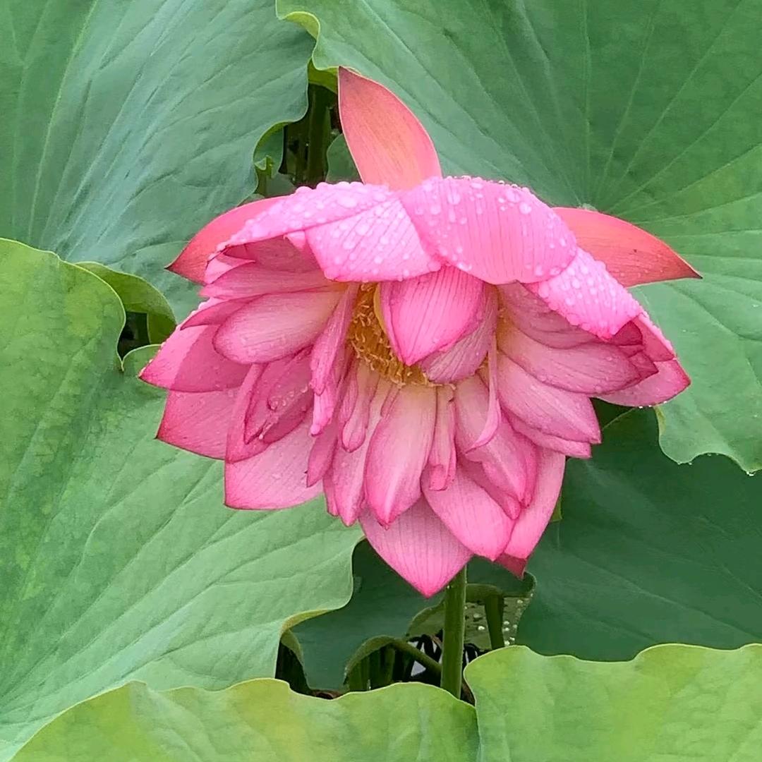 逸云优选