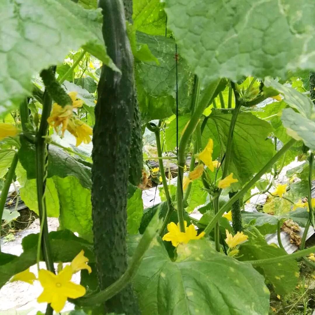 灵芝