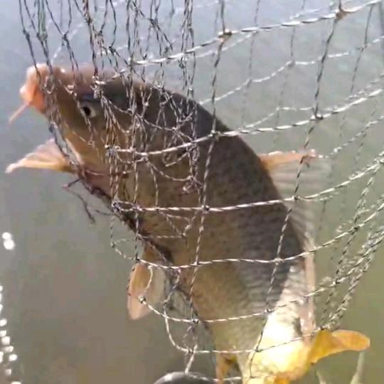 海杆野钓（小新新）