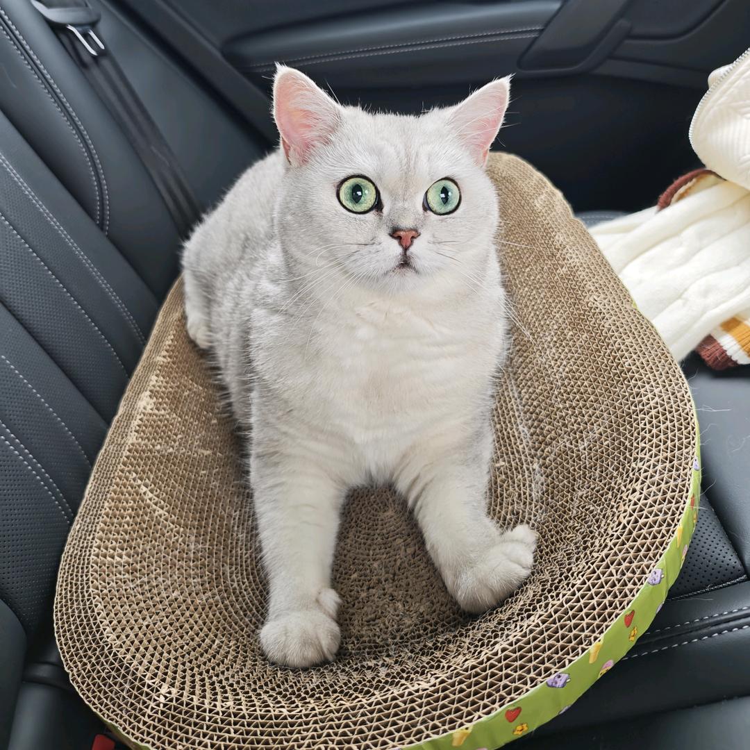 蘑菇是只小猫咪