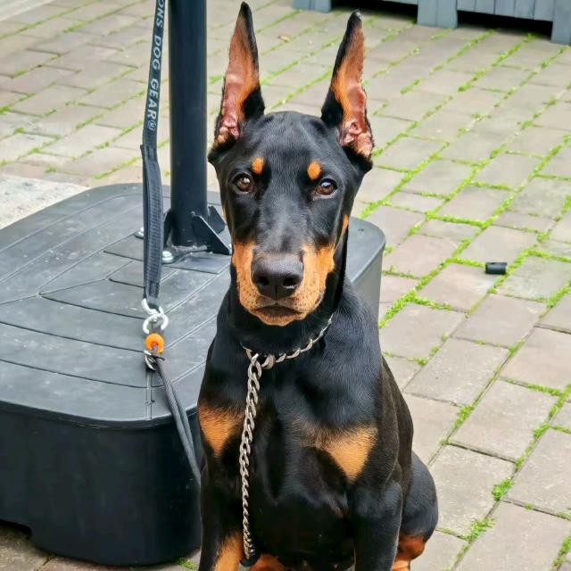 杜宾护卫三剑客