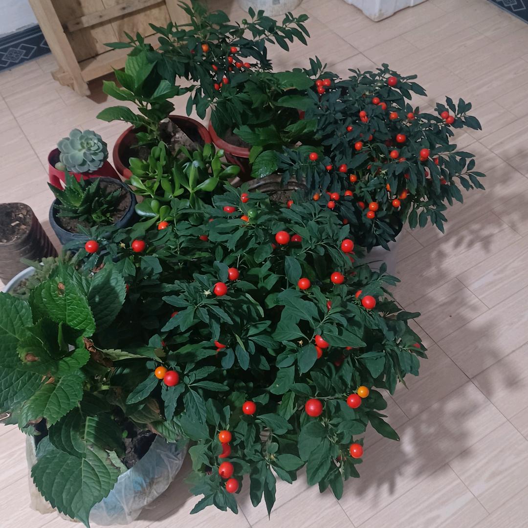 陕西鲍