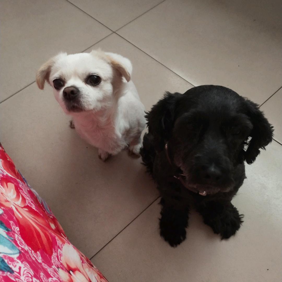 妞妞🐶