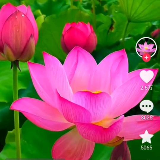 常常喜乐🌹🌹