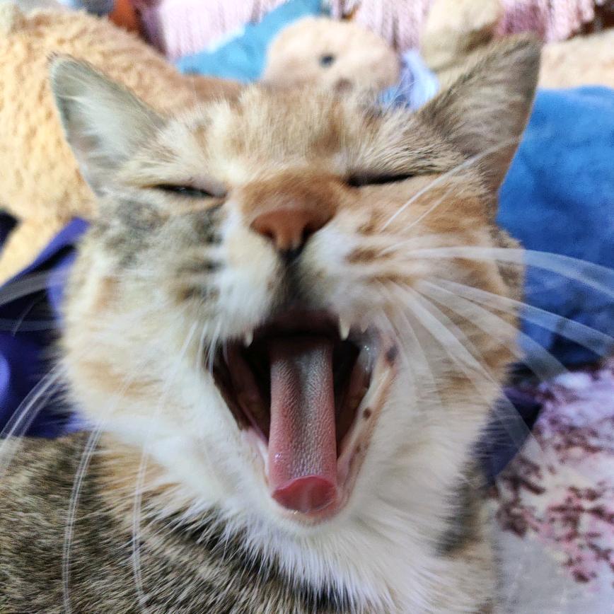 ⁺✞ʚ校门口烤冷面重度依赖ɞ✟₊