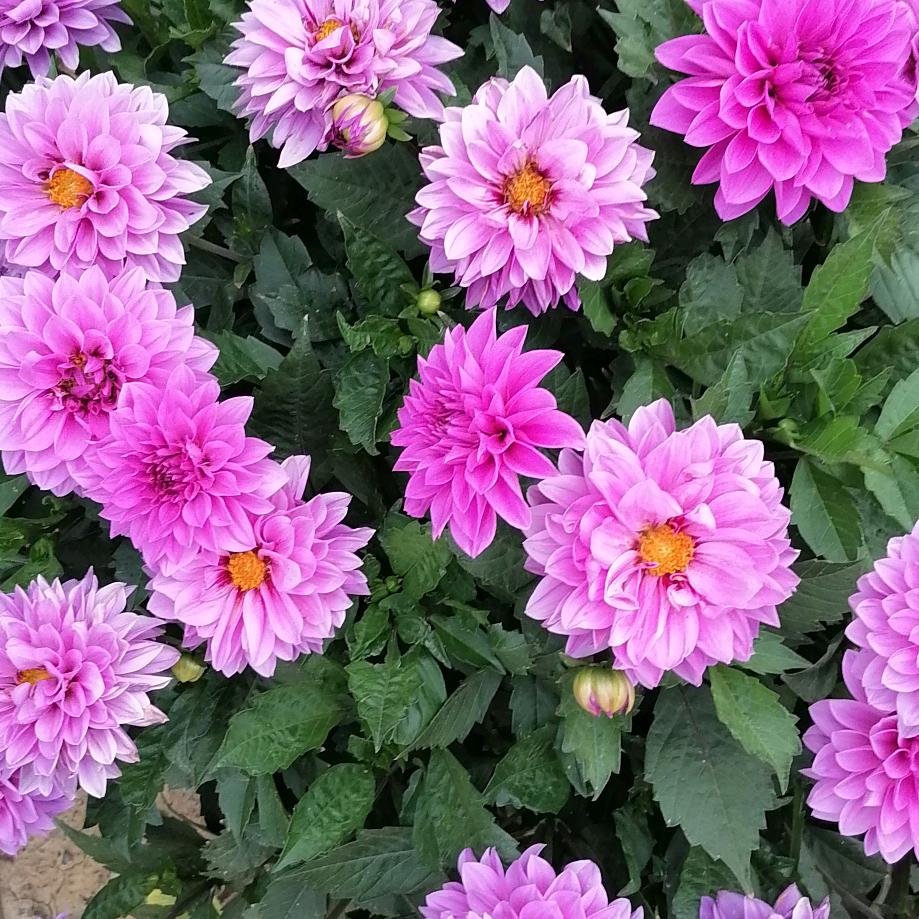 不到翁🌹🌹🌹