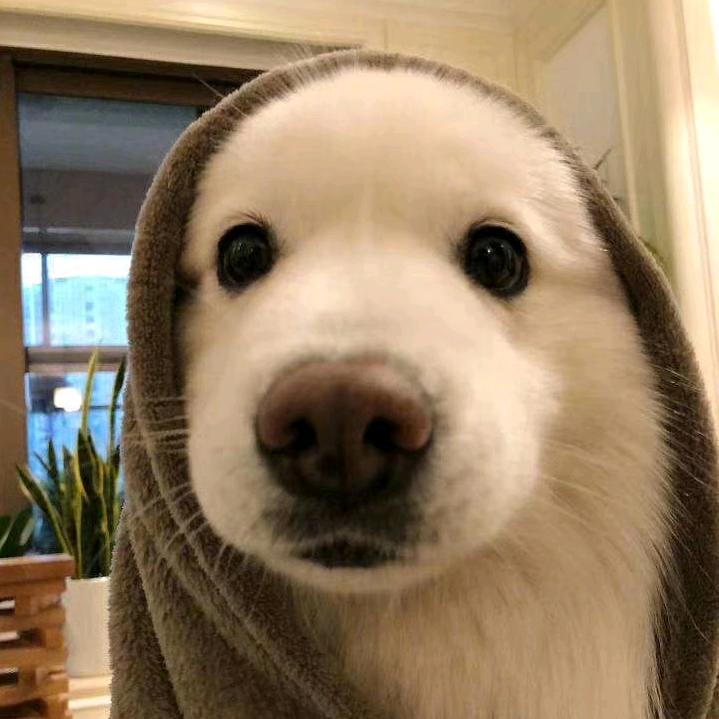 拿破仑有点忙