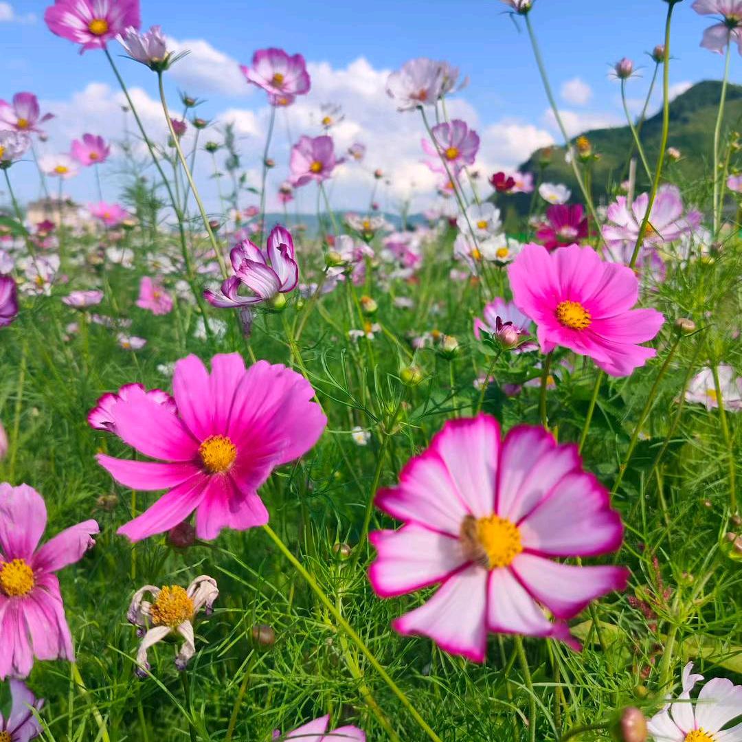 🌺☘️☘️☘️☘️