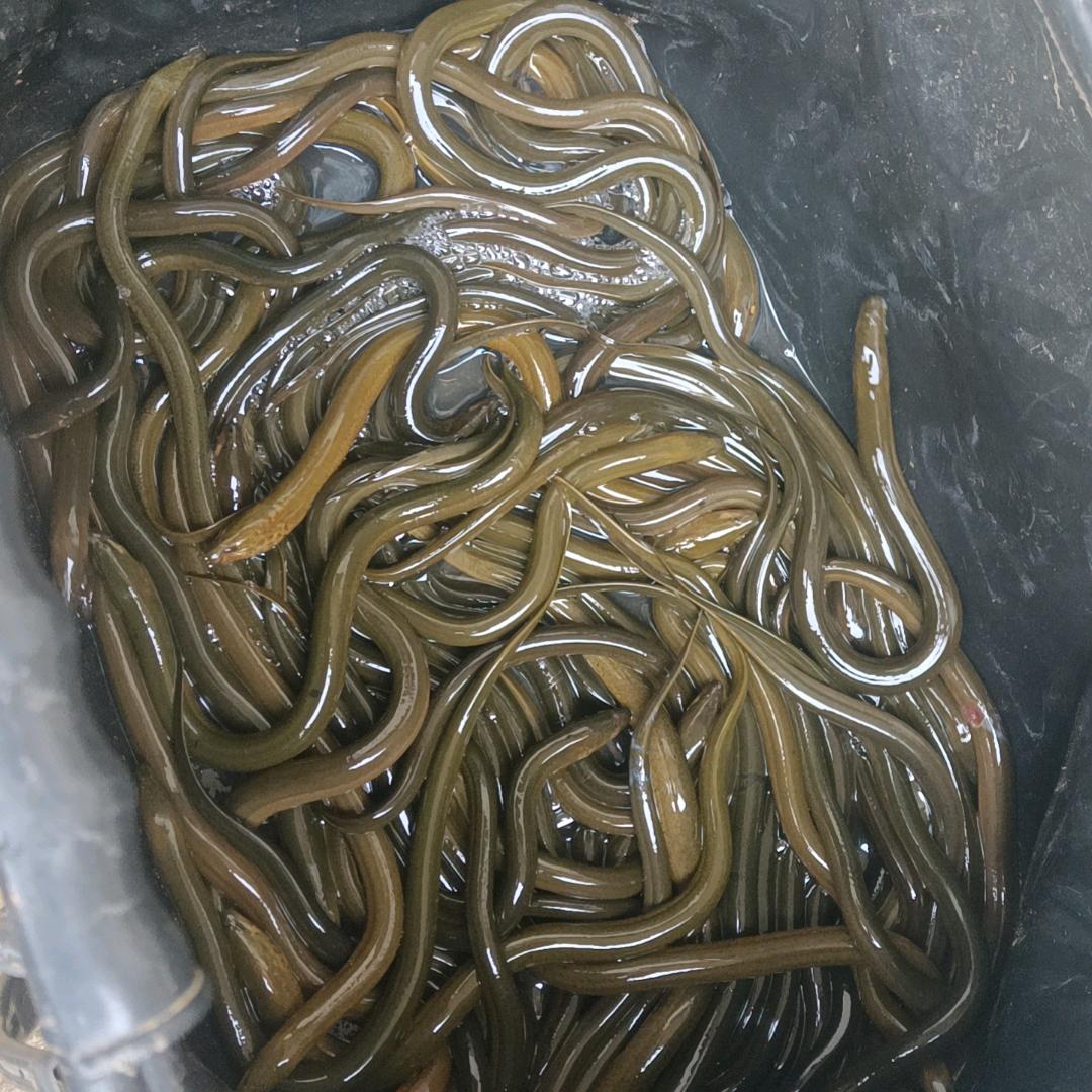 邵东土黄善泥鳅