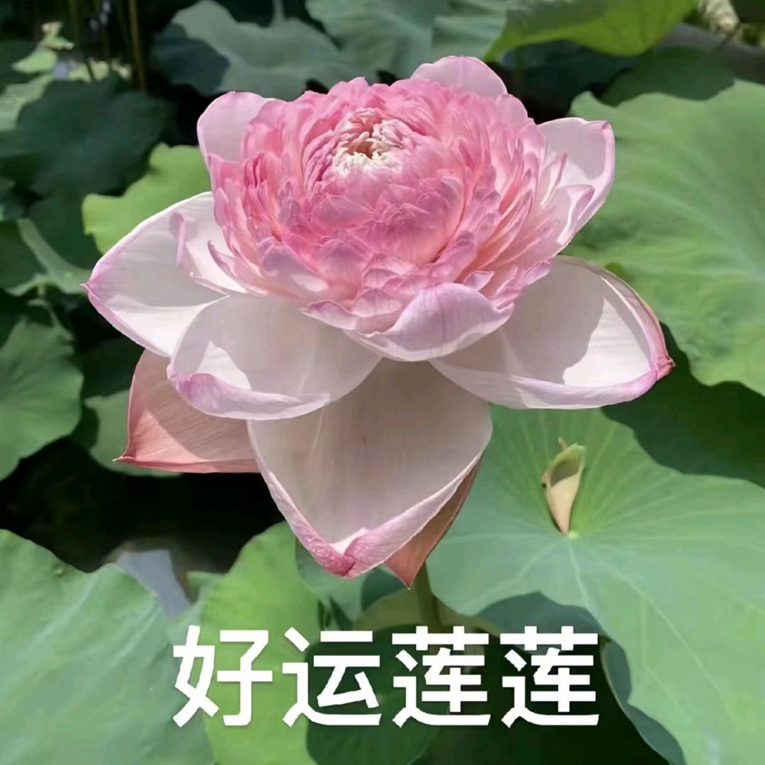 好运连连🌷