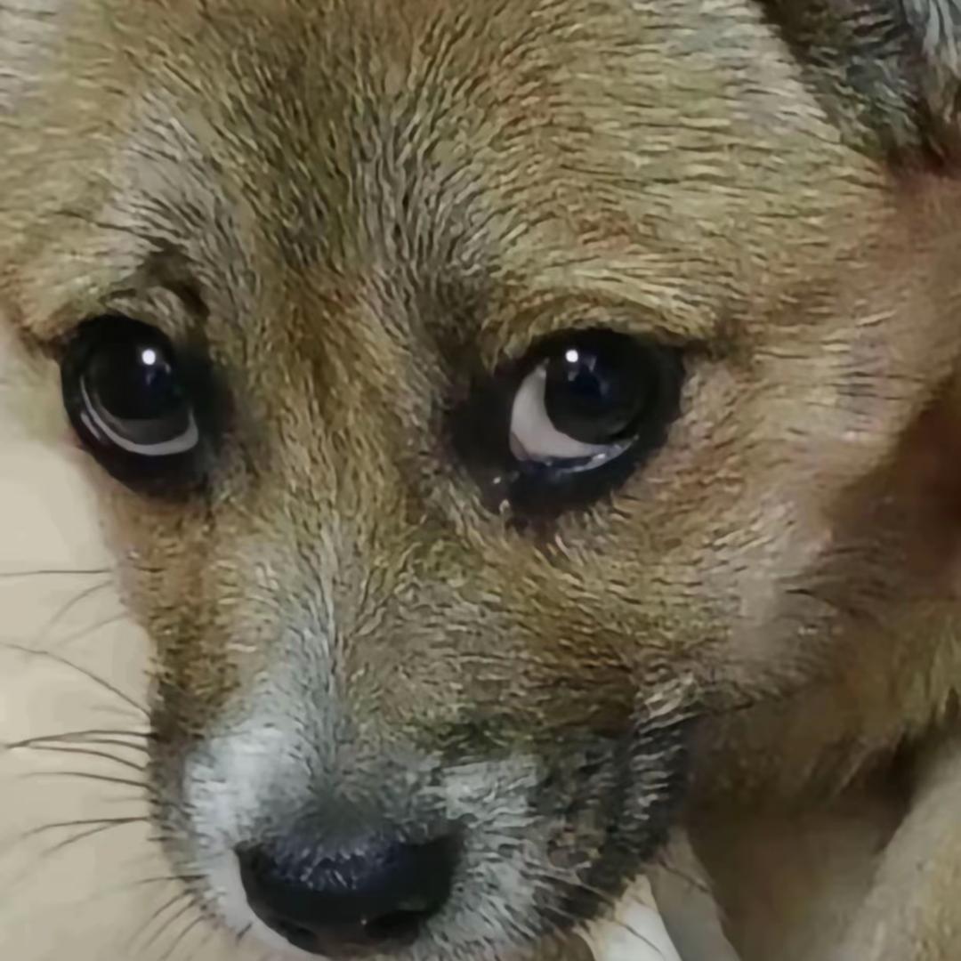 聊侃