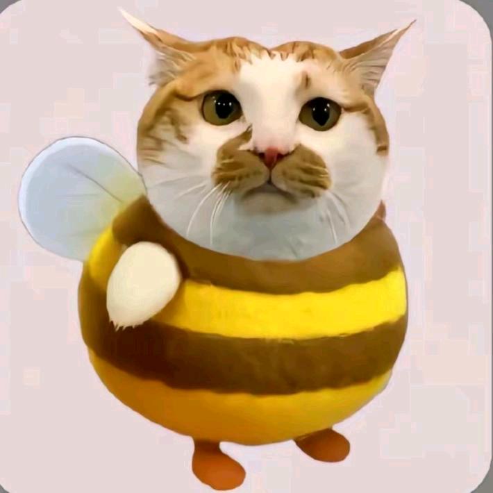 小饼不吃鱼