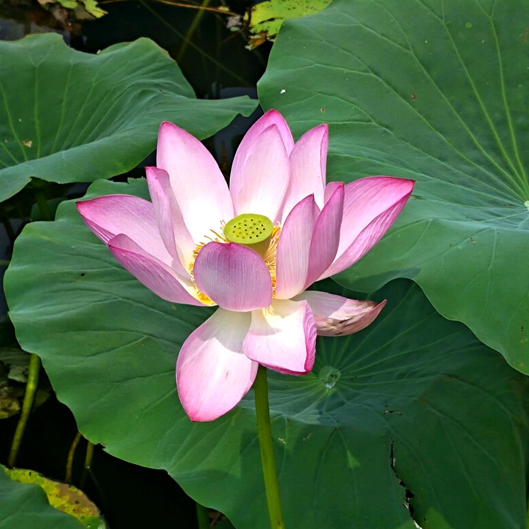 秘密说给小狗听