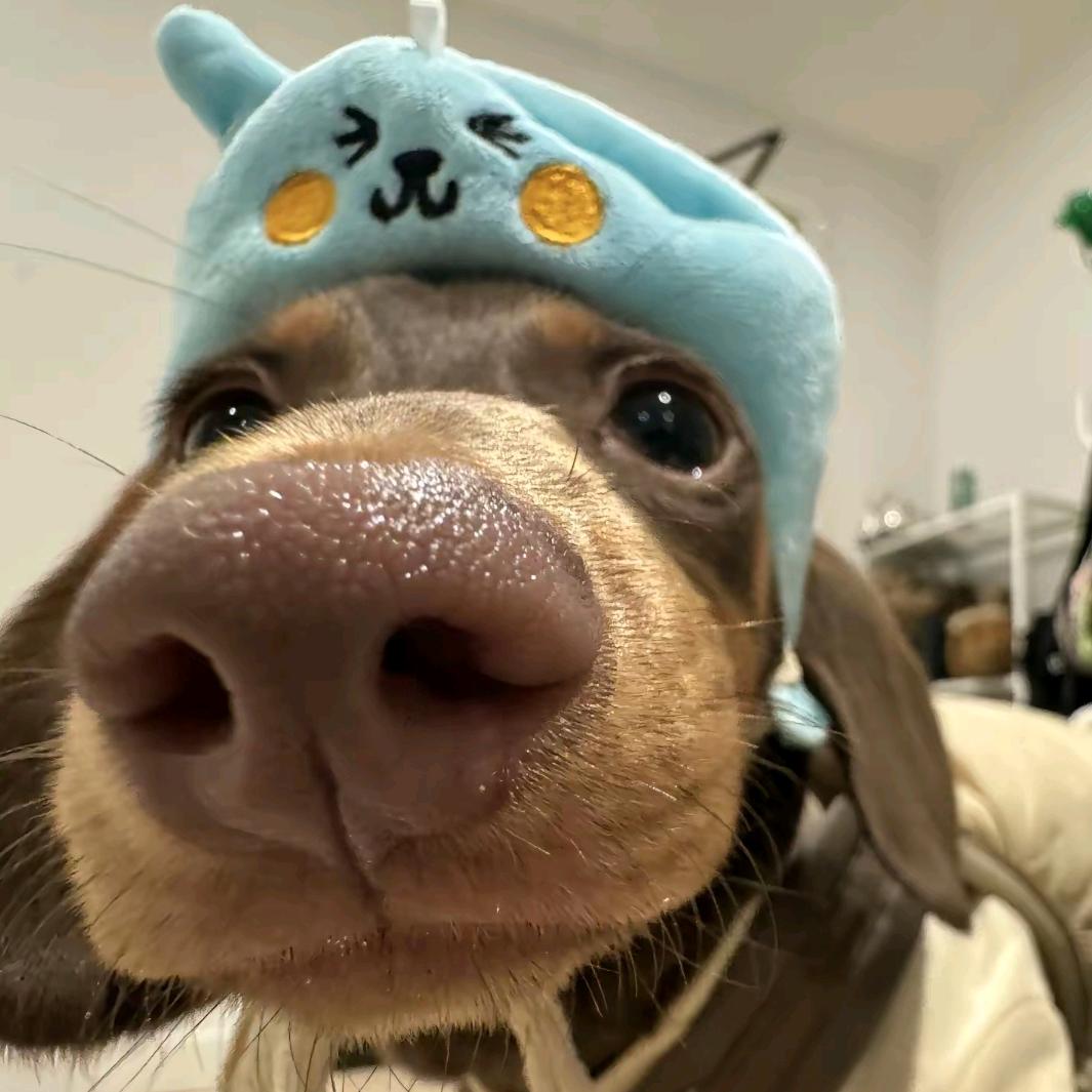 笨蛋总是掉眼泪