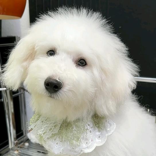 达菲🐻❄️萌宠屋