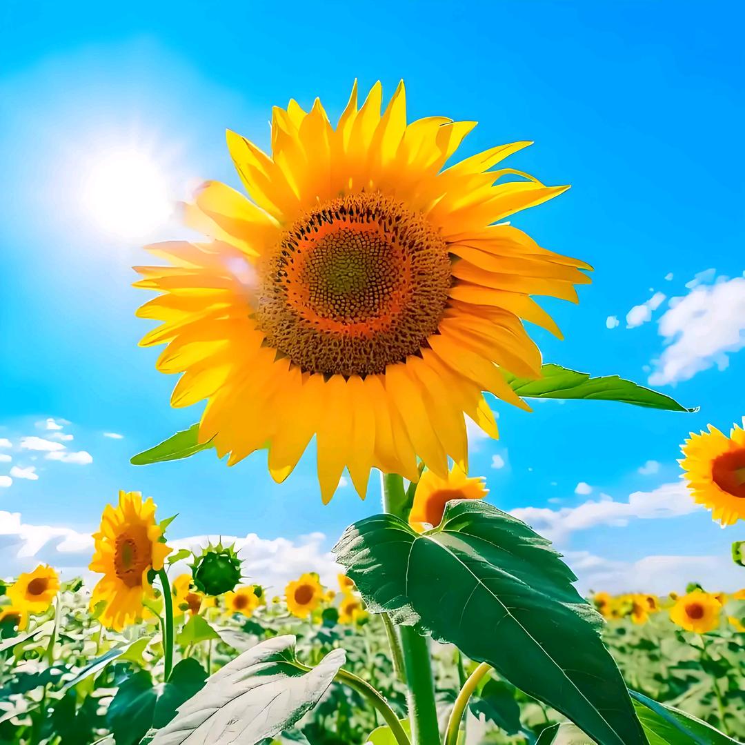 💗᭄何必🕊꯭᭄꯭ꦿ在忆ོꦿ࿐