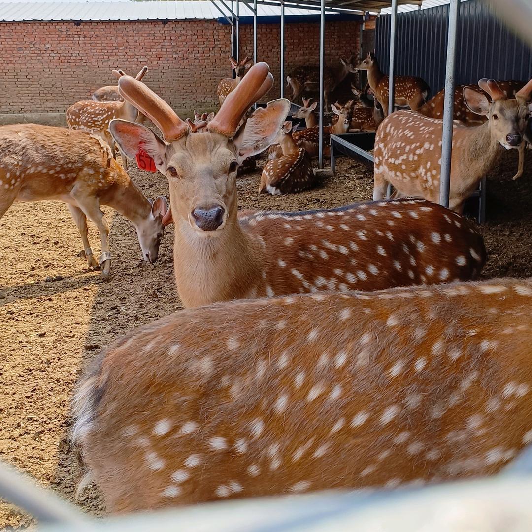 鹿喜芝滋补健康食品店