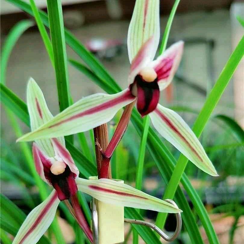 云南小波兰花