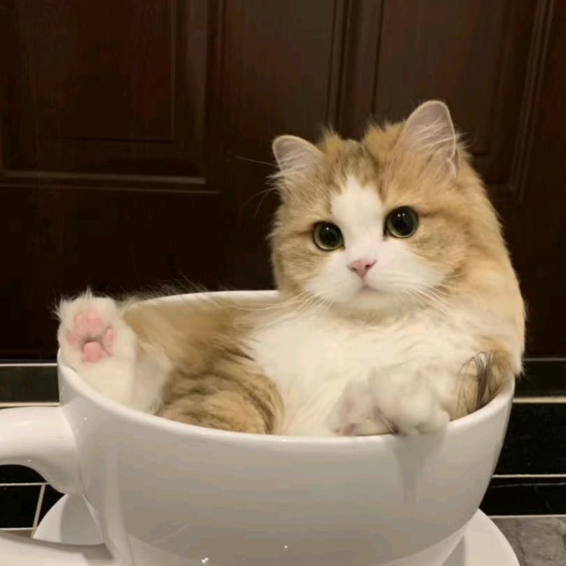一只猫_