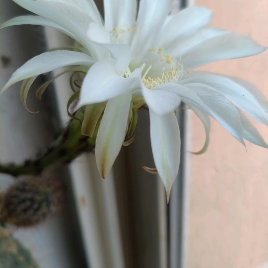 用户5662524774230白衣观音寺