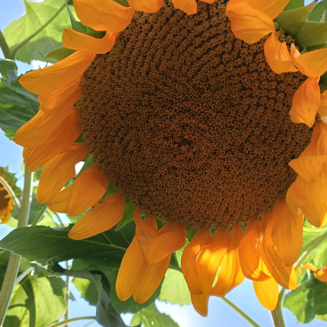 风飞花蜜