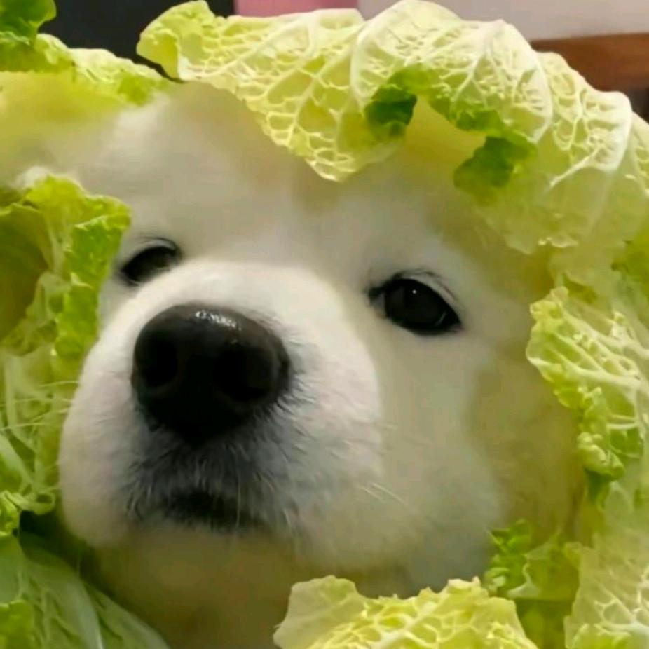菜狗