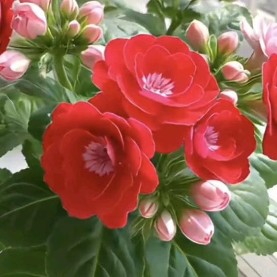 ᭄🦋ღᩚ᭄花ᨶ႒ᩚ迷🌺