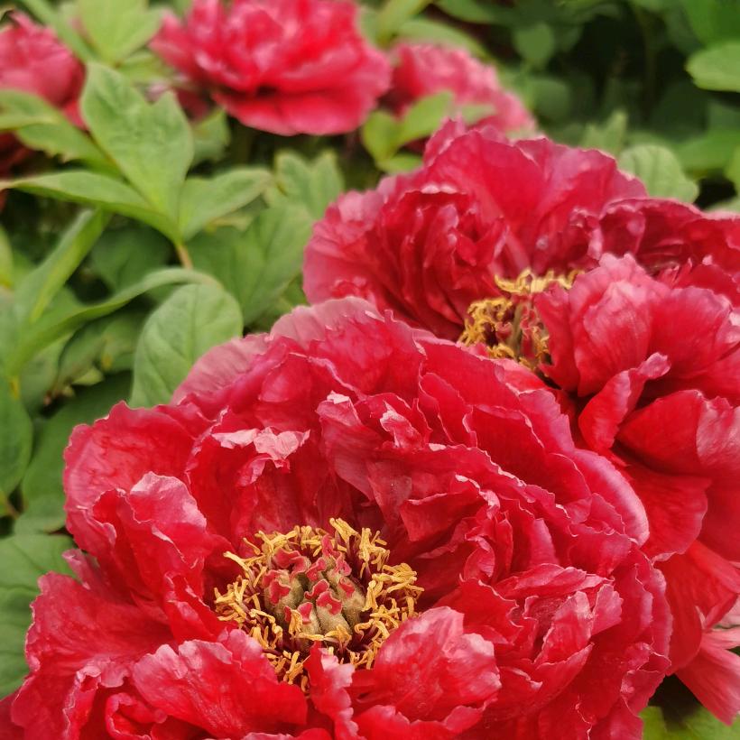 开心每一天🌹🍊