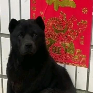 枪尾之家