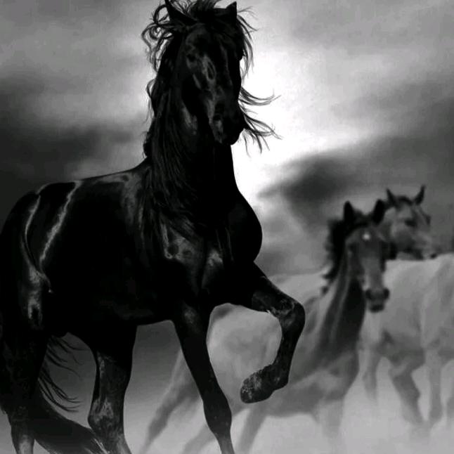 繁花🐎