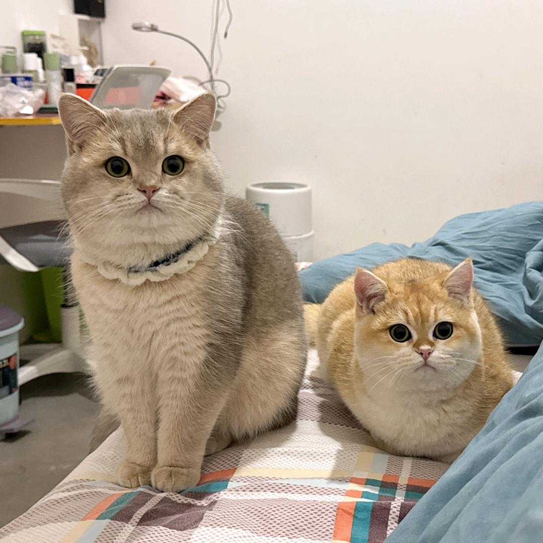 陳得财🐱