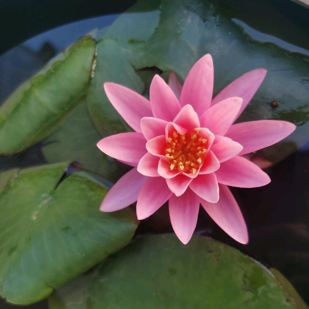 💫笑颜如花💫