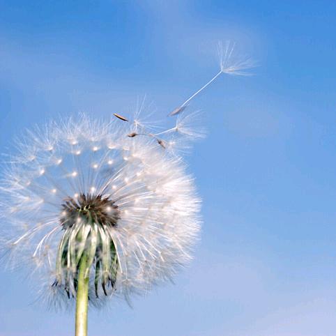 大连通才校园通