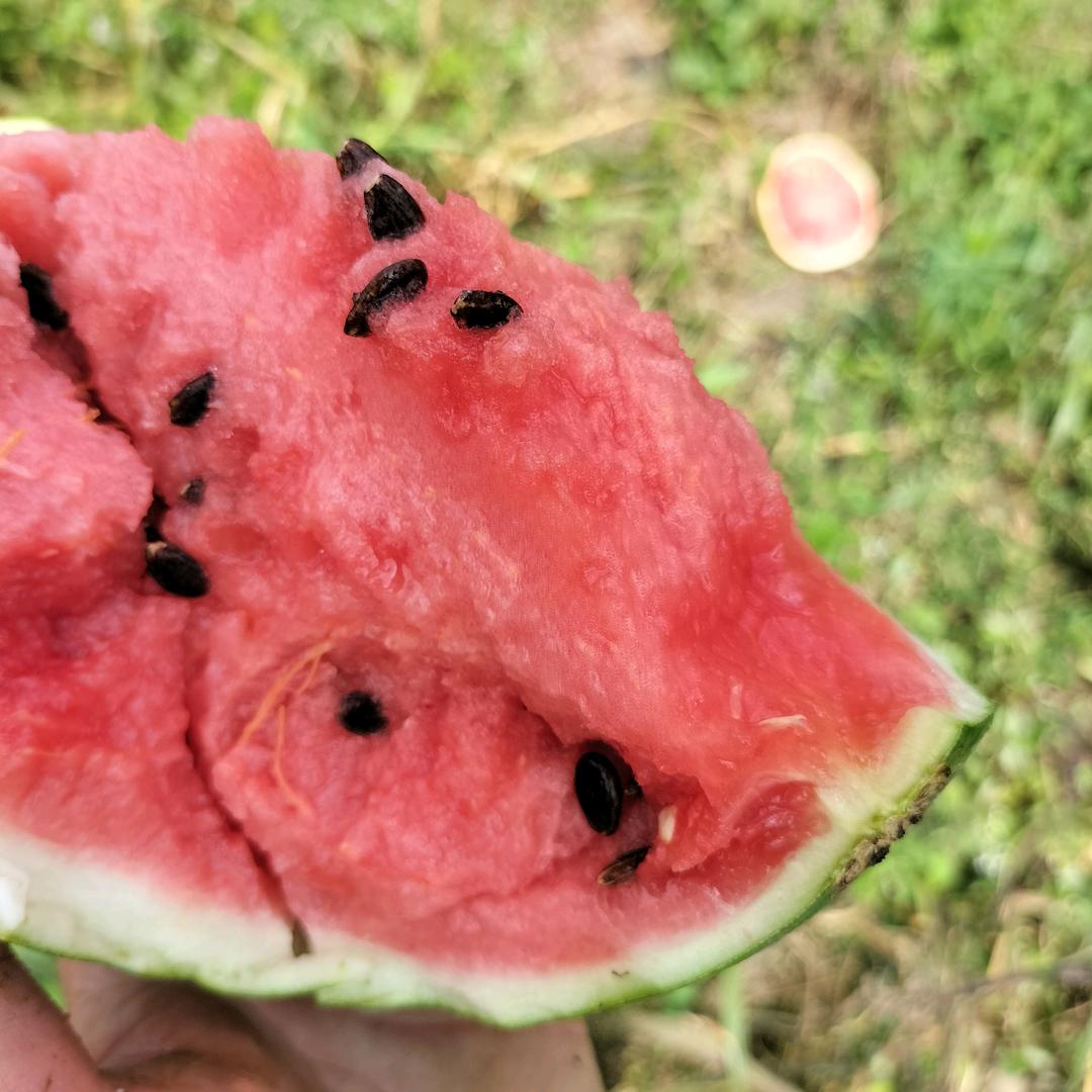 露天西瓜专业种植