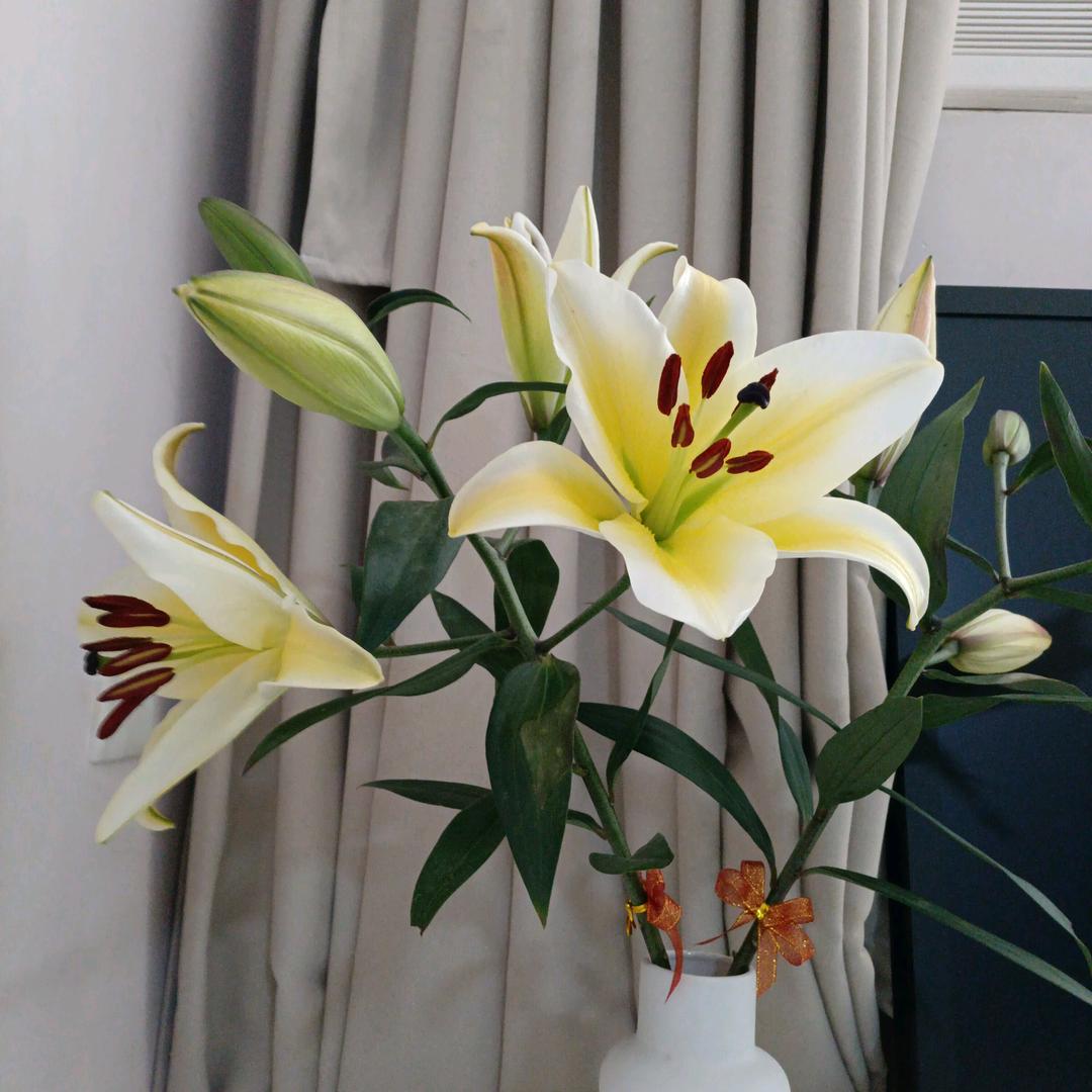 红花绿叶