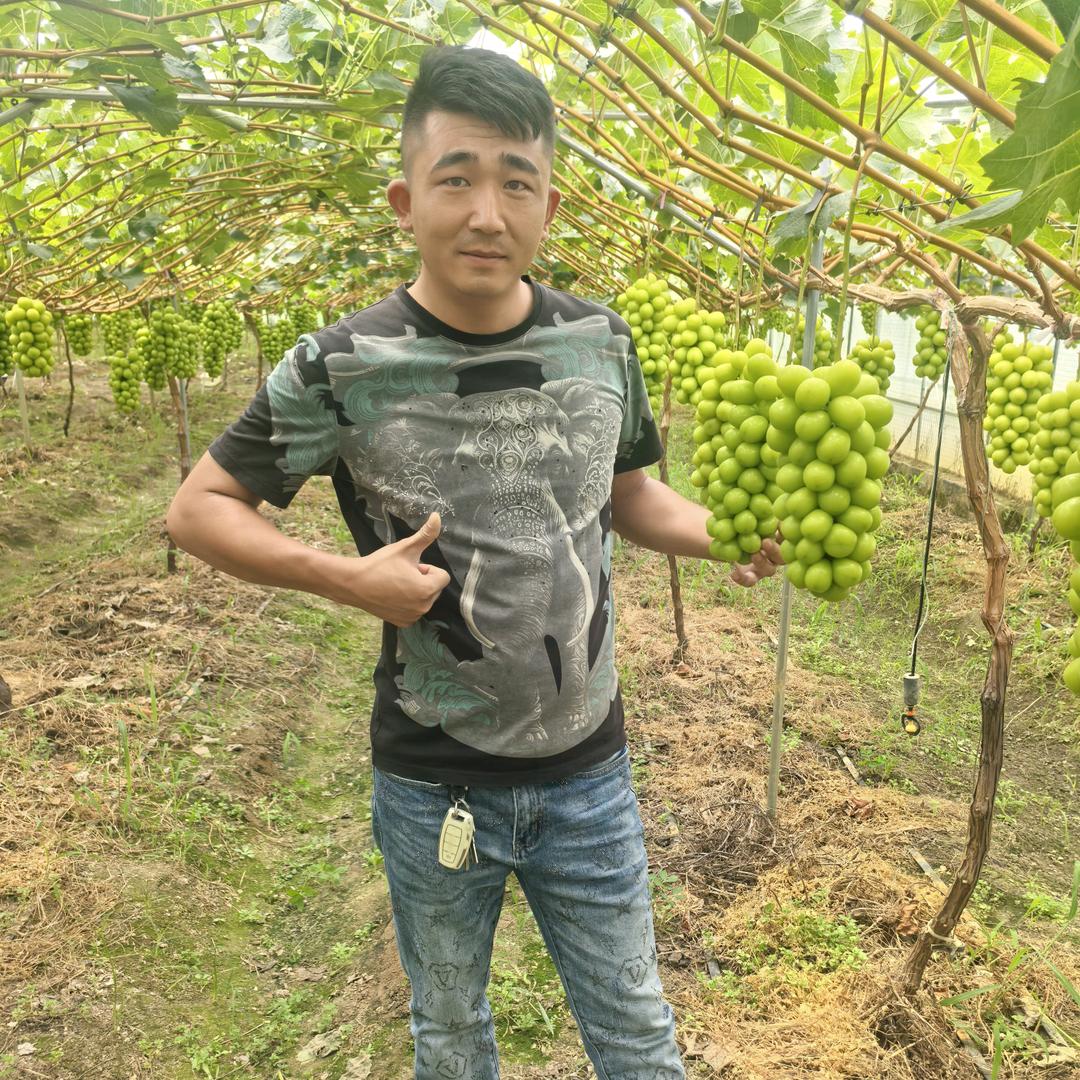 正杰果业（西昌葡萄供应）