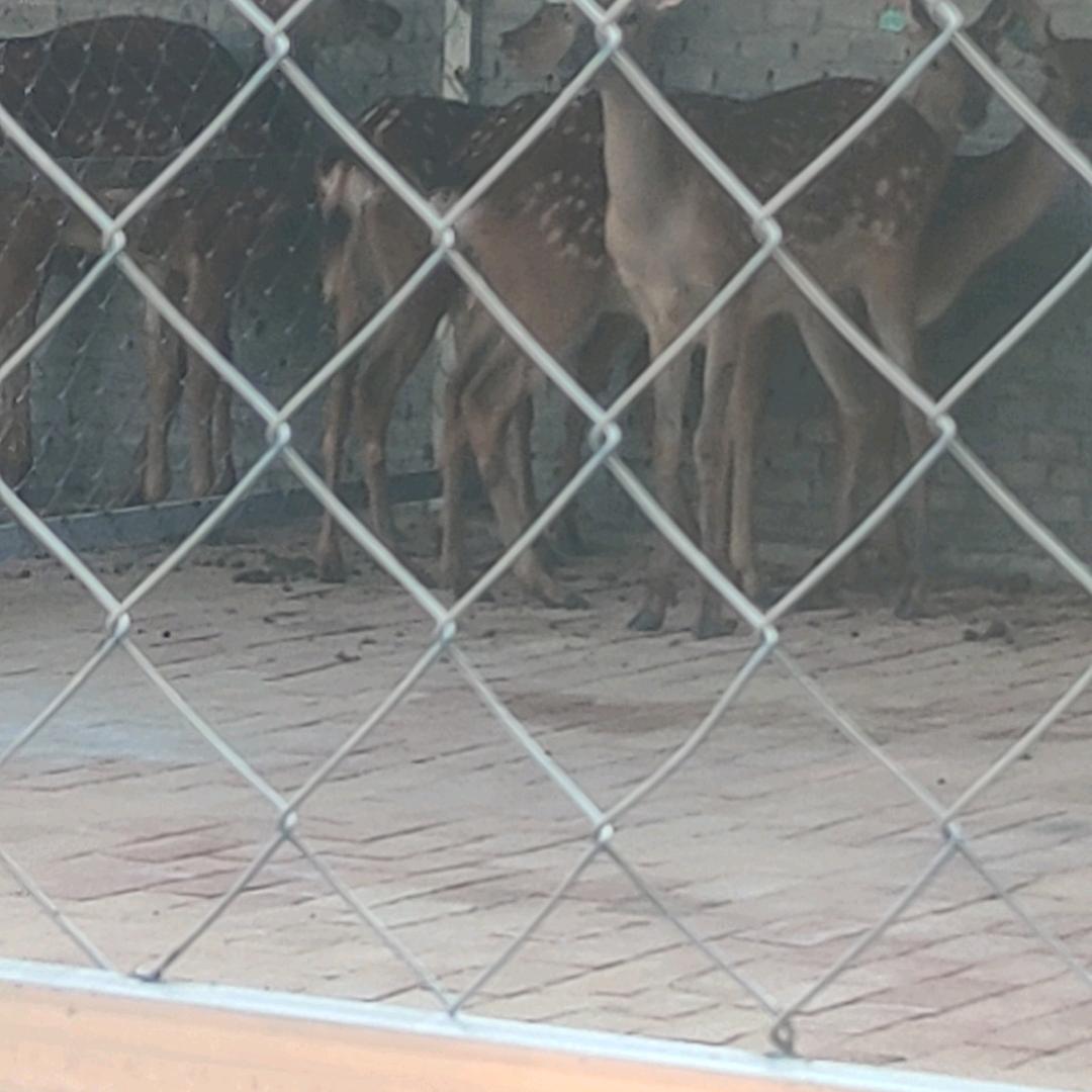河南南召皇路店镇皇老庄村梅花鹿养殖场