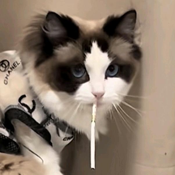 硫酸铜💠