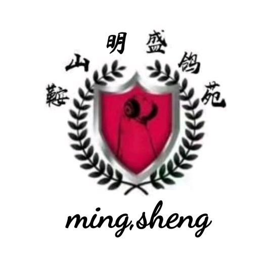 鞍山明盛观赏鸽