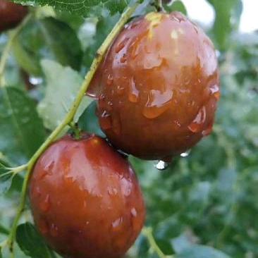 朝阳二力农产品店