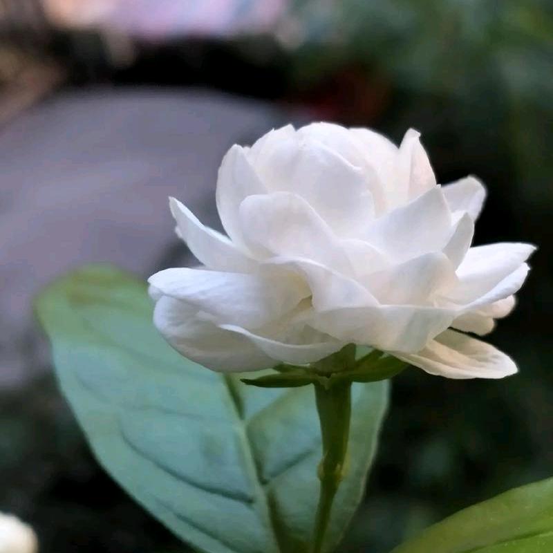 茉莉