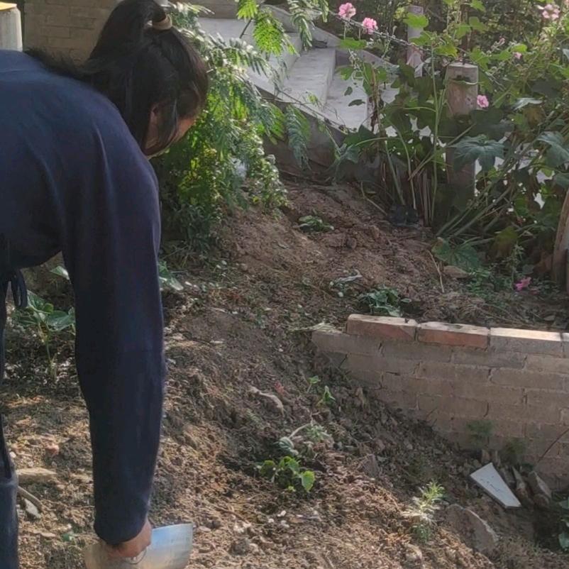 宝仙林在终南山上的故事