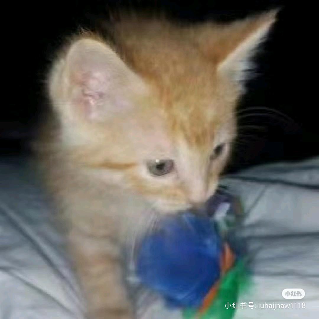 我是一朵带雨伞的蘑菇